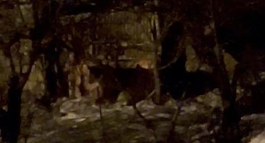 Hakkari'de aç ayılar mahalleye indi