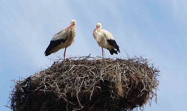 Hasköy'de leylekler aynı güzergahta 18 yuvayı doldurdu