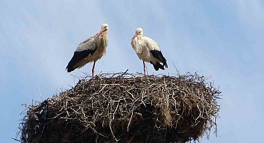 Hasköy'de leylekler aynı güzergahta 18 yuvayı doldurdu