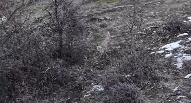 Hasköy'de tilkilerin dron ile imtihanı