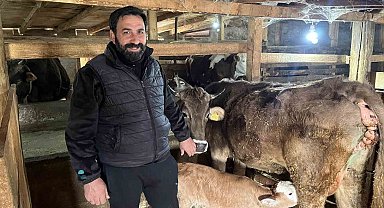 Hasta doğan buzağıları buhar makinesiyle hayata bağlıyor