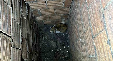 Havalandırma boşluğuna düşen kedi kurtarıldı