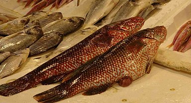 Hint Okyanusu'na özgü 'portakal benekli lagos' Mersin'de tezgaha çıktı