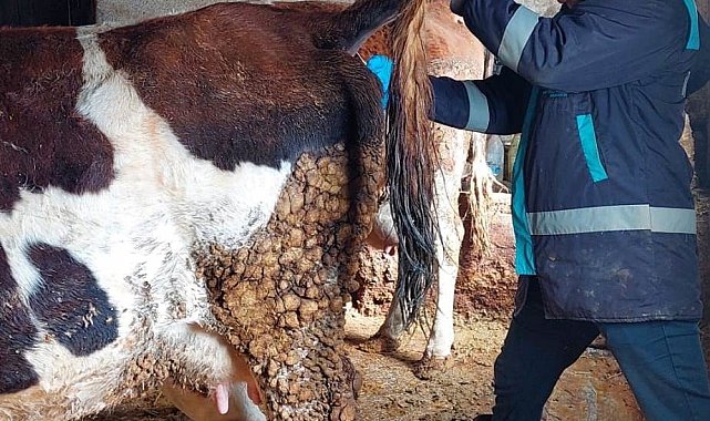 Hisarcık'ta şap hastalığı için büyükbaş hayvanlardan kan numunesi alındı