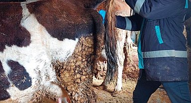 Hisarcık'ta şap hastalığı için büyükbaş hayvanlardan kan numunesi alındı