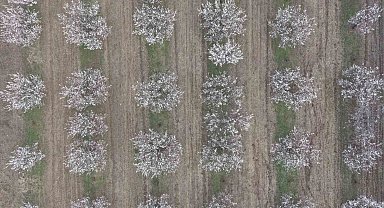 Iğdır'da kayısı ağaçları çiçek açtı, ova beyaza büründü