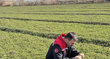 Iğdır'da yonca tarlalarında yonca hortumlu böceği ile mücadele