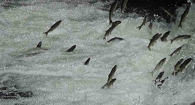 İnci kefalleri Van İl Jandarma Komutanlığı'na emanet