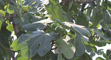 İncir üretiminde yenilenebilir enerjinin etkisi araştırılacak