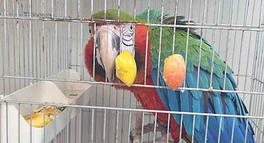 İpsala Sınır Kapısında kaçak papağan girişimi