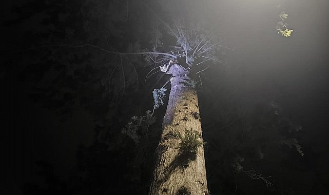 İskenderun'da ağaçta mahsur kalan kediyi itfaiye kurtardı