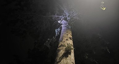 İskenderun'da ağaçta mahsur kalan kediyi itfaiye kurtardı