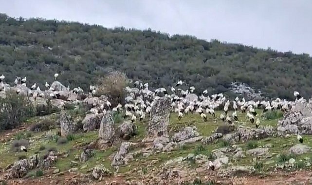 İslahiye'de leylek akını