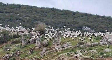 İslahiye'de leylek akını