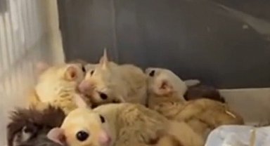 Isparta'da 33 şeker planörü ve 2 Arap tavşanı ele geçirildi