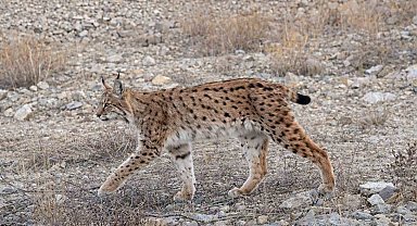 IUCN kırmızı listesinde yer alıyor: 'Ormanın hayaleti' en net haliyle görüntülendi
