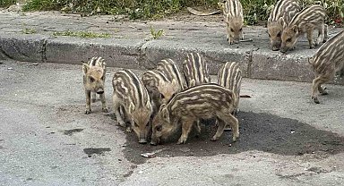 İzmir'de yaban domuzları gündüz vakti sokaklarda yiyecek aradı