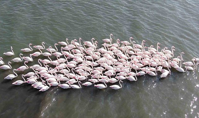 İzmit Körfezi'nde çamur gitti, allı turnaların sayısı ikiye katlandı