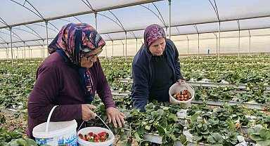 Kadınlar Gününü tarlada çalışarak kutladılar