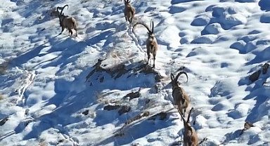 Kahramanmaraş'ta yaban keçileri görüntülendi