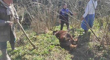 Kanala düşen ineği zabıta kurtardı
