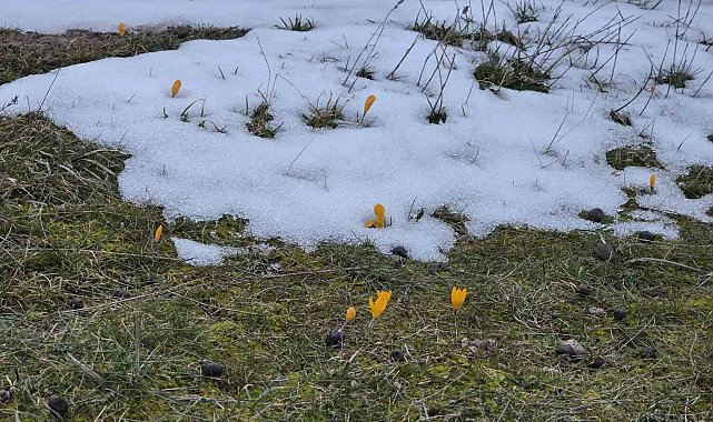 Kar ve çiçek açan çiğdemler yan yana