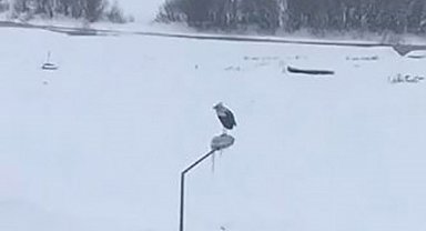 Kar ve soğuğa rağmen elektrik direğinde ayakta duran Leylek dikkat çekti