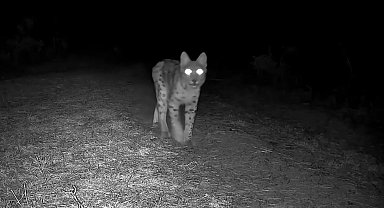 Karabük'te vaşak fotokapanla görüntülendi
