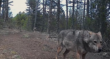 Karabük'te yerleşim yerlerine inen yaban hayvanları kamerada