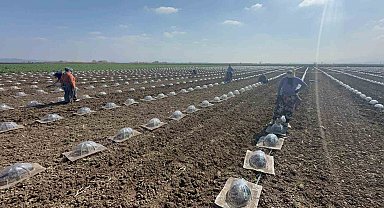 Karacabey Ovası'nda turfanda karpuz ekimi başladı
