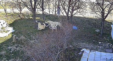 Karaman'da başıboş köpeklerin kediyi öldürdüğü anlar kameraya yansıdı