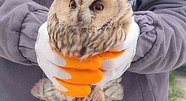 Karapınar'da yaralı baykuş tedaviye alındı