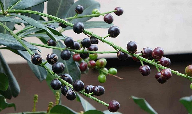 Karayemiş ağacı mevsimine 3 ay kala meyve verdi: "Tadı çok güzel"