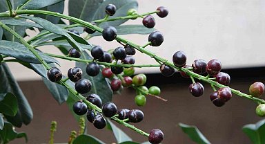 Karayemiş ağacı mevsimine 3 ay kala meyve verdi: "Tadı çok güzel"