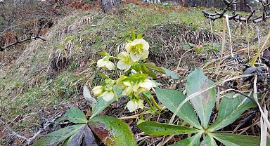 Karlar eridi, dereler coştu: Çiçekler açtı