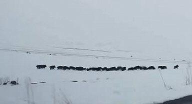 Karlı arazide ilerleyen domuz sürüsü görüntülendi