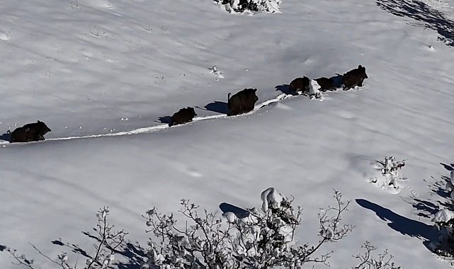 Karlı arazide ilerleyen domuz sürüsü havadan görüntülendi