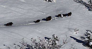 Karlı arazide ilerleyen domuz sürüsü havadan görüntülendi