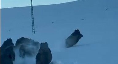 Karlı köy yolundaki domuz sürüsü kamerada