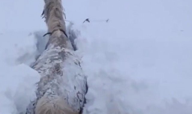 Kars'ta bu kez at kara saplandı