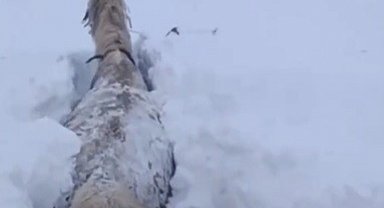 Kars'ta bu kez at kara saplandı