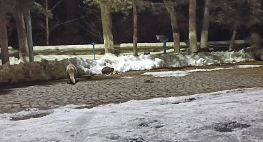 Kars'ta kedi ile tilkinin ilginç karşılaşması kamerada