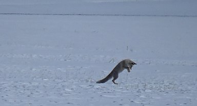 Kars'ta kızıl tilkinin kar altındaki avı kamerada