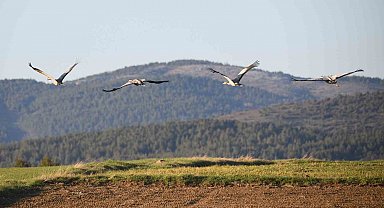 Kastamonu'da görsel şölen: Turna ailesi göç yolunda görüntülendi