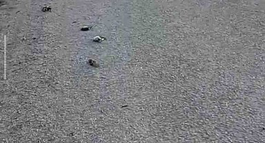 Kastamonu'da onlarca kuş yolda telef olmuş halde bulundu