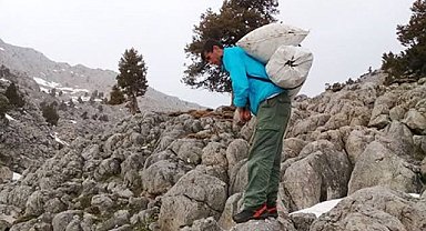 Kayalıklarda yetişiyor, sofralara lezzet katıyor: Çiriş otu