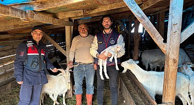 Kaybolan 50 küçükbaş hayvan dron destekli aramayla bulundu