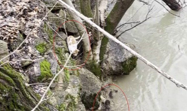 Kedi ile su samurunun saklambaç oyunu kameraya yansıdı