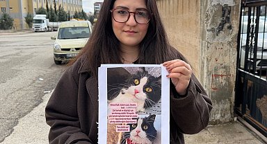 Kedilerini bulana çeyrek altın verecekler