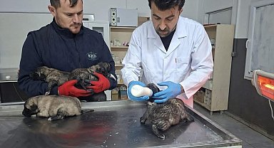 Kilis'te 6 köpek yavrusu yangından kurtarıldı